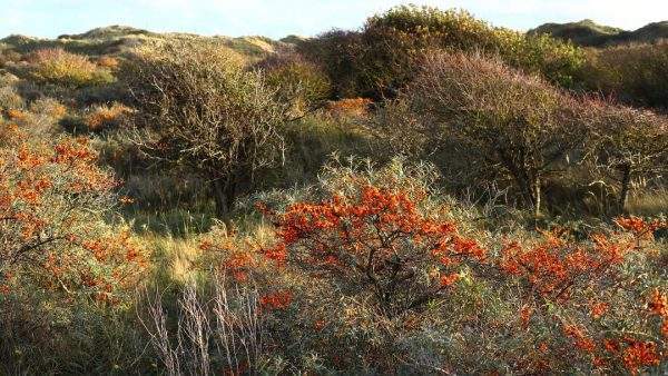 duindoorn herfstwandeling duinen